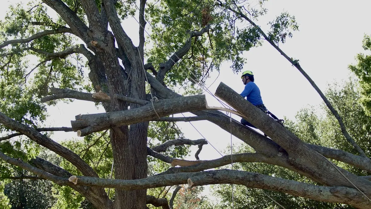 Professional Crown Thinning performed by certified arborists in Big Bend